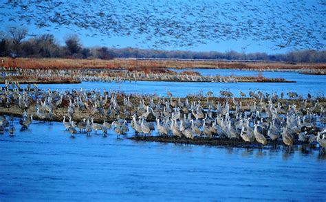 Rowe sanctuary - In one of nature's most enduring and dramatic migration spectacles, Sandhill Cranes by the hundreds of thousands stop on the Platte River near Kearney, Nebra...